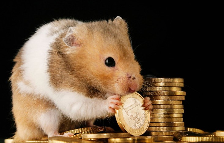 hamster token nasıl alınır