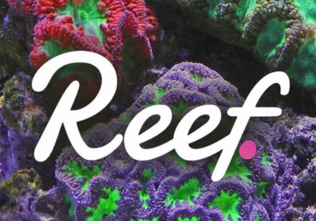 REEF coin yorum